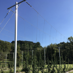 Neptune's Brewery Hops Trellis And Fencing
